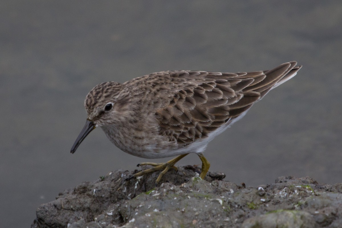 Least Sandpiper - Lindy Fung