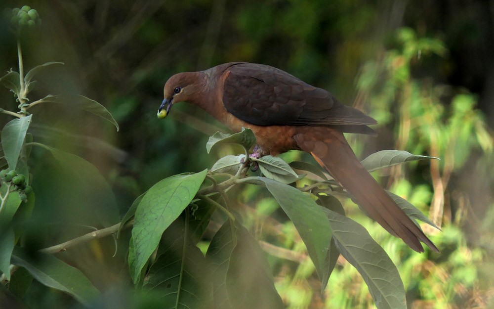 Brown Cuckoo-Dove - ML169956171