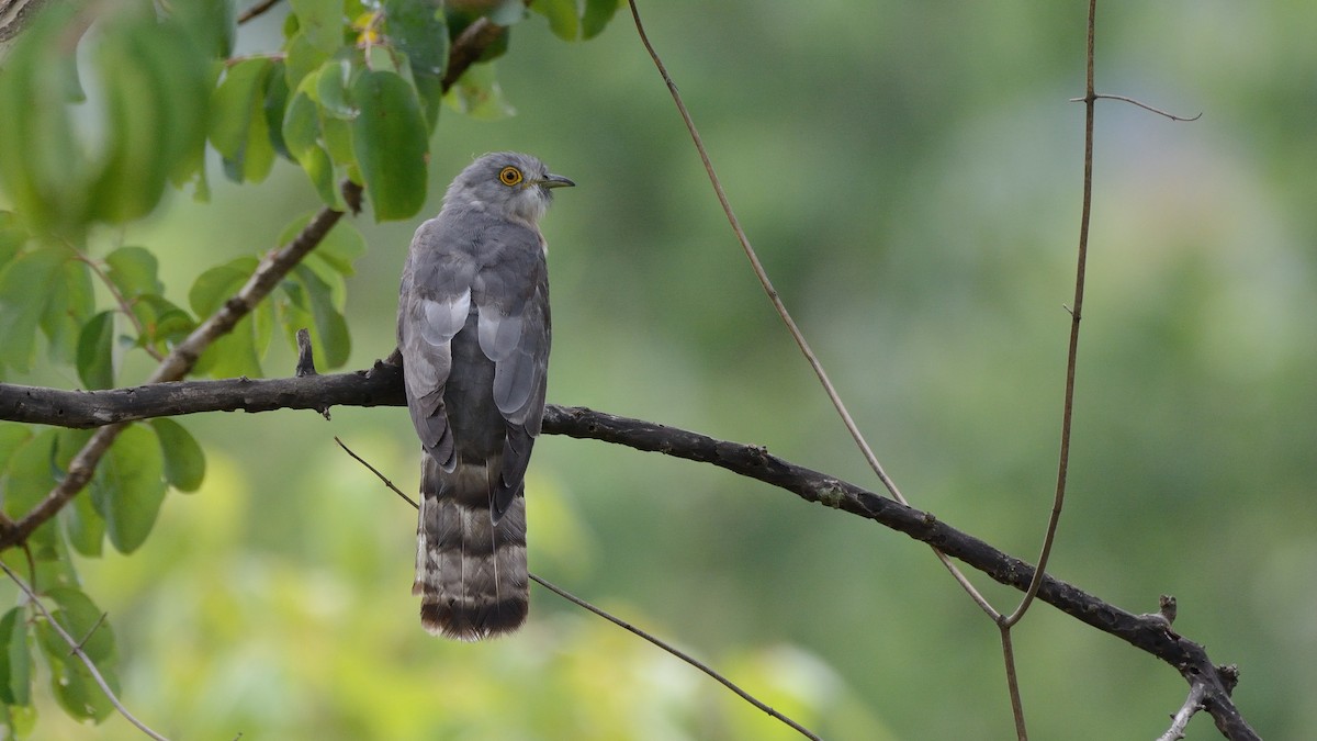 Common Hawk-Cuckoo - ML169956351