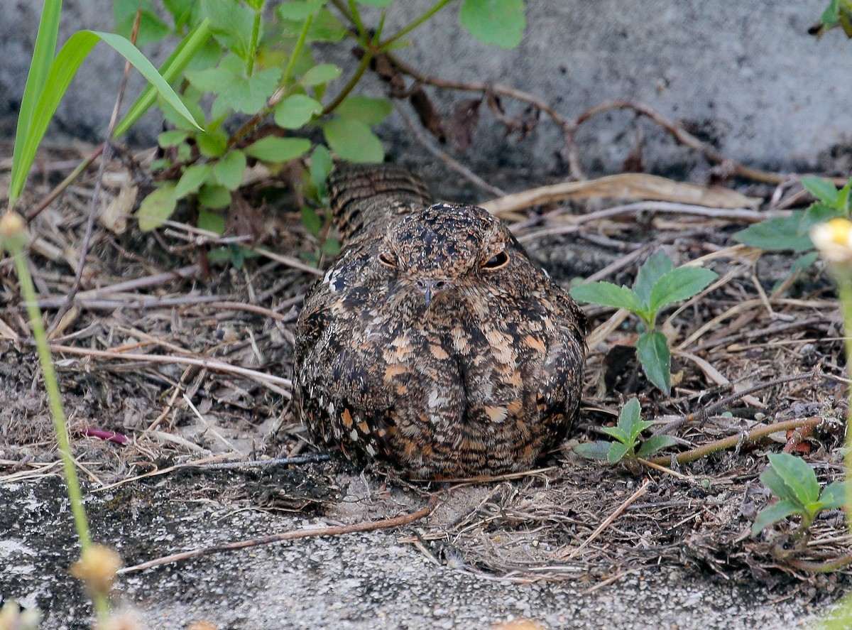 Savanna Nightjar - ML169956821