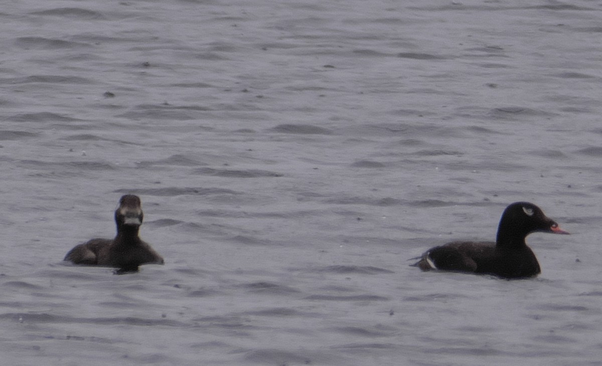 White-winged Scoter - David Chang