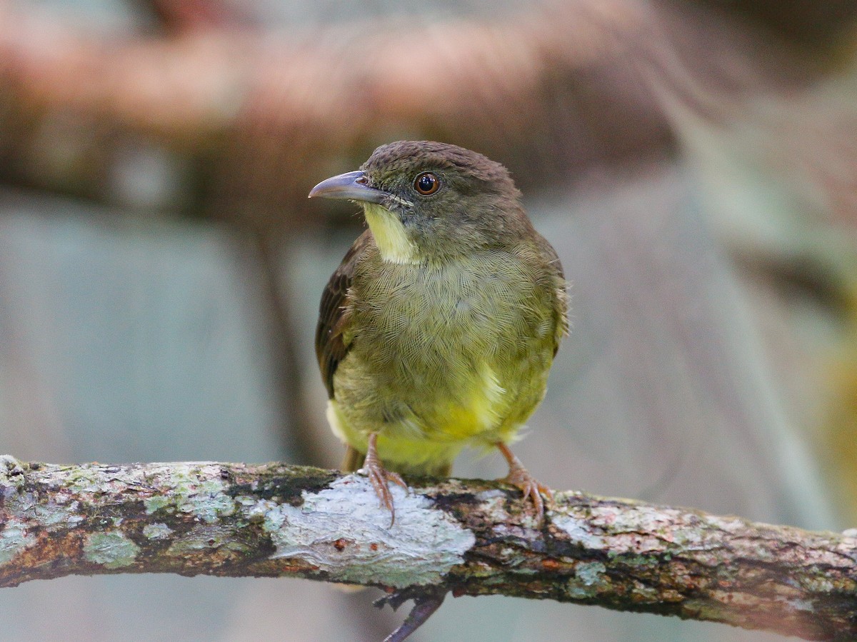 Finsch's Bulbul - Neoh Hor Kee