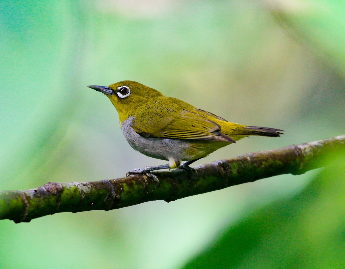 Hume's White-eye - Neoh Hor Kee
