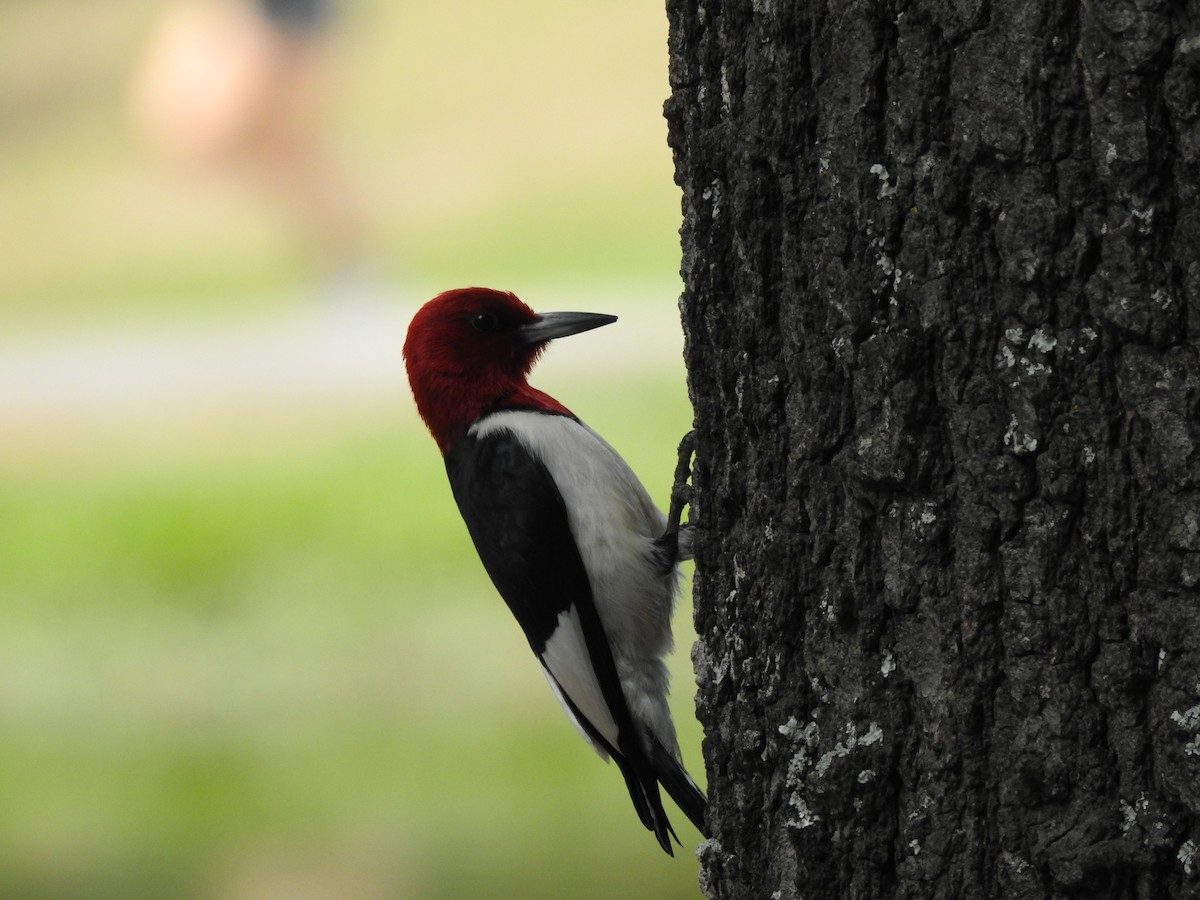 Red-headed Woodpecker - ML169957501