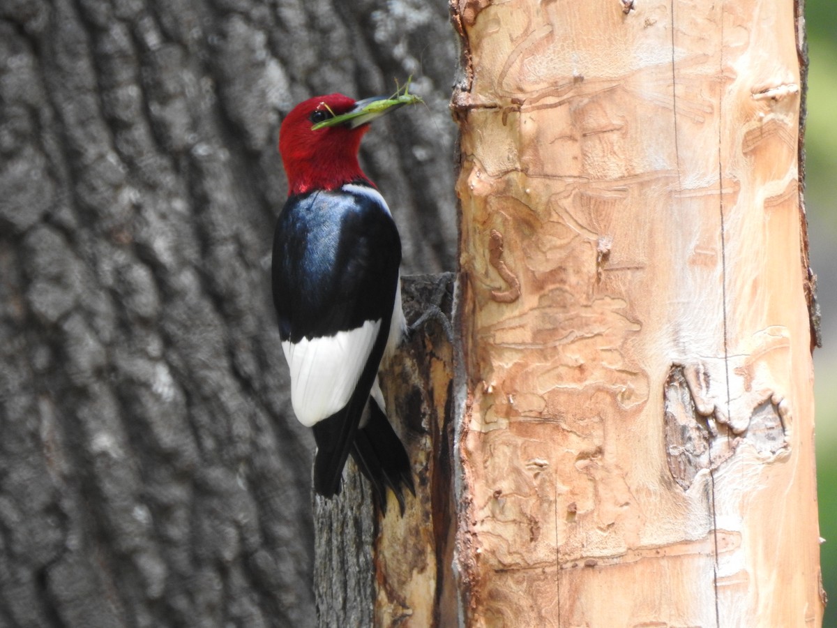 Red-headed Woodpecker - ML169957511