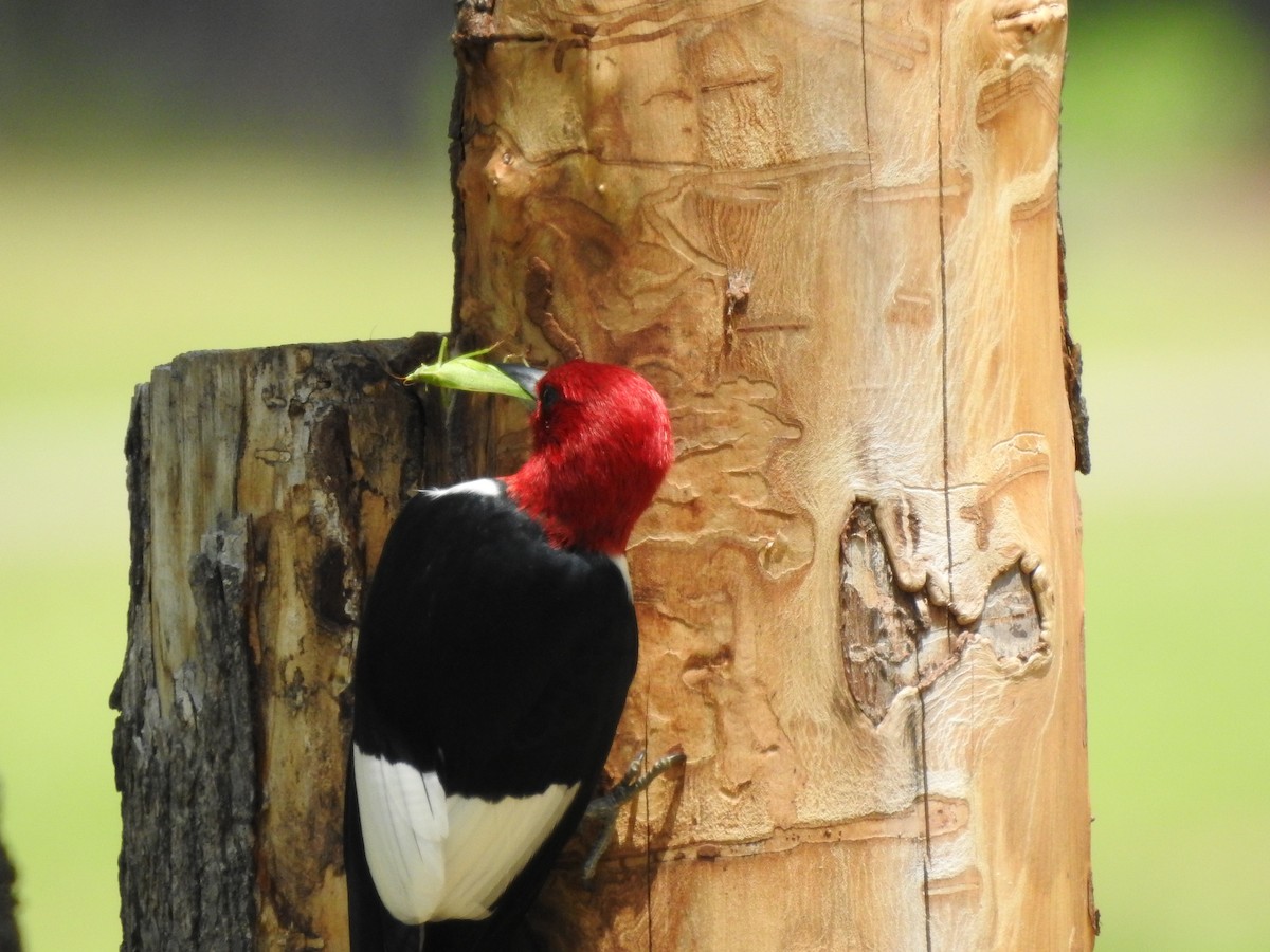 Red-headed Woodpecker - ML169957521