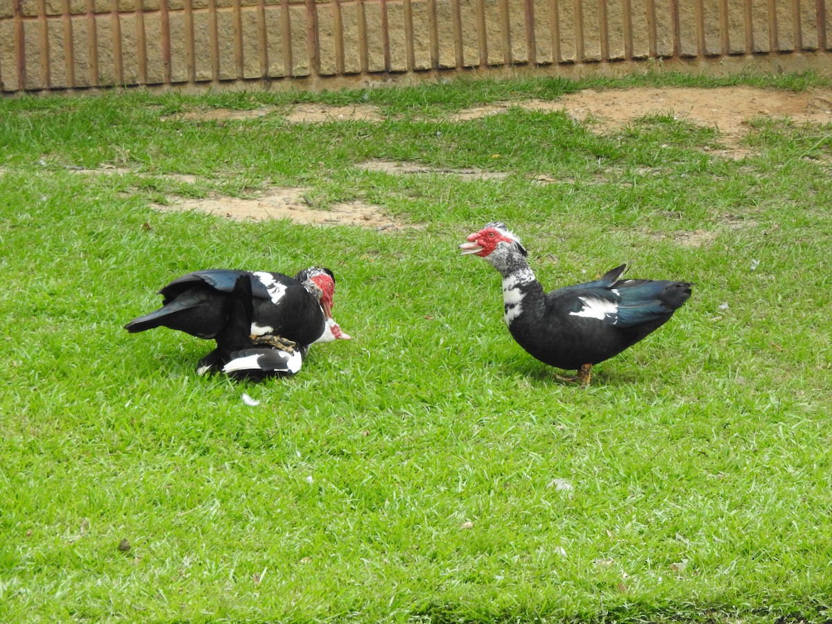 Muscovy Duck (Domestic type) - ML169957581