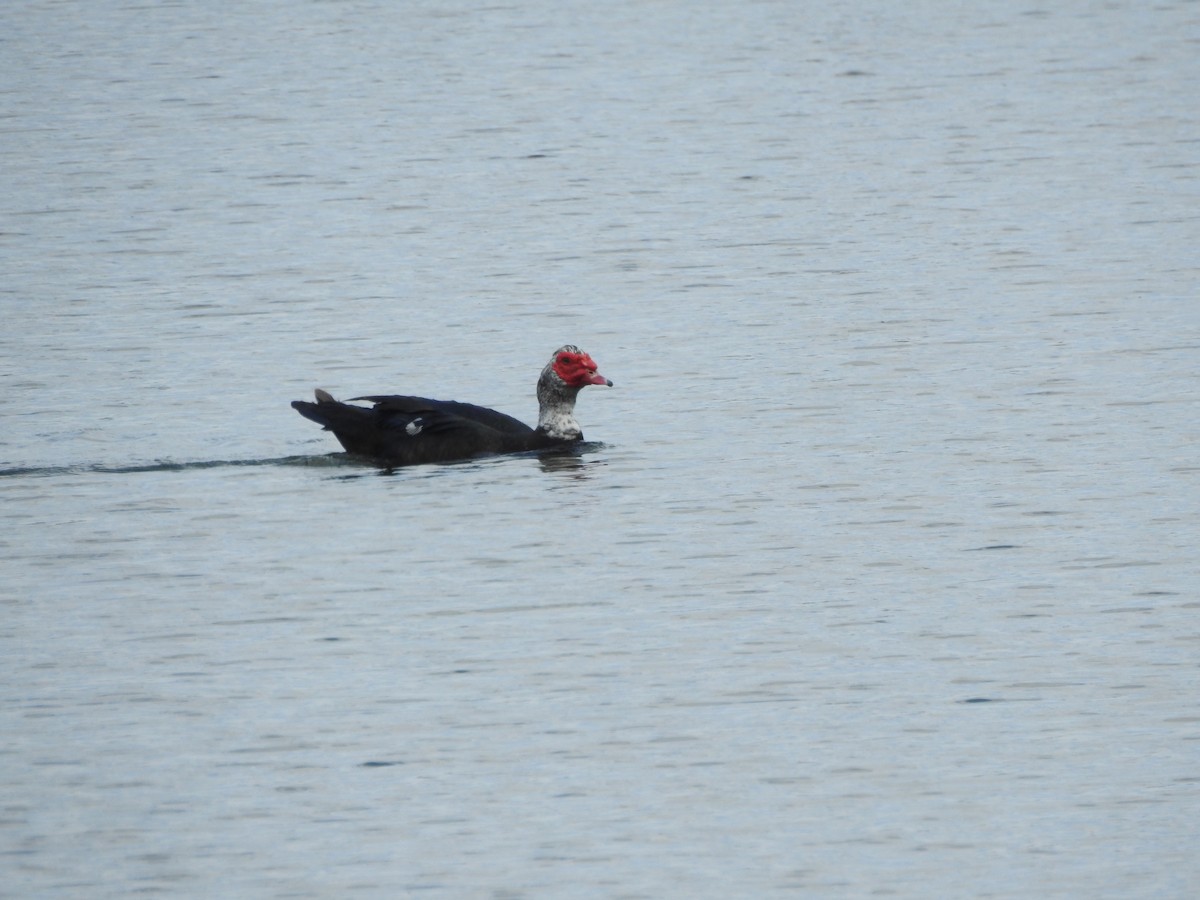 Muscovy Duck (Domestic type) - ML169957591