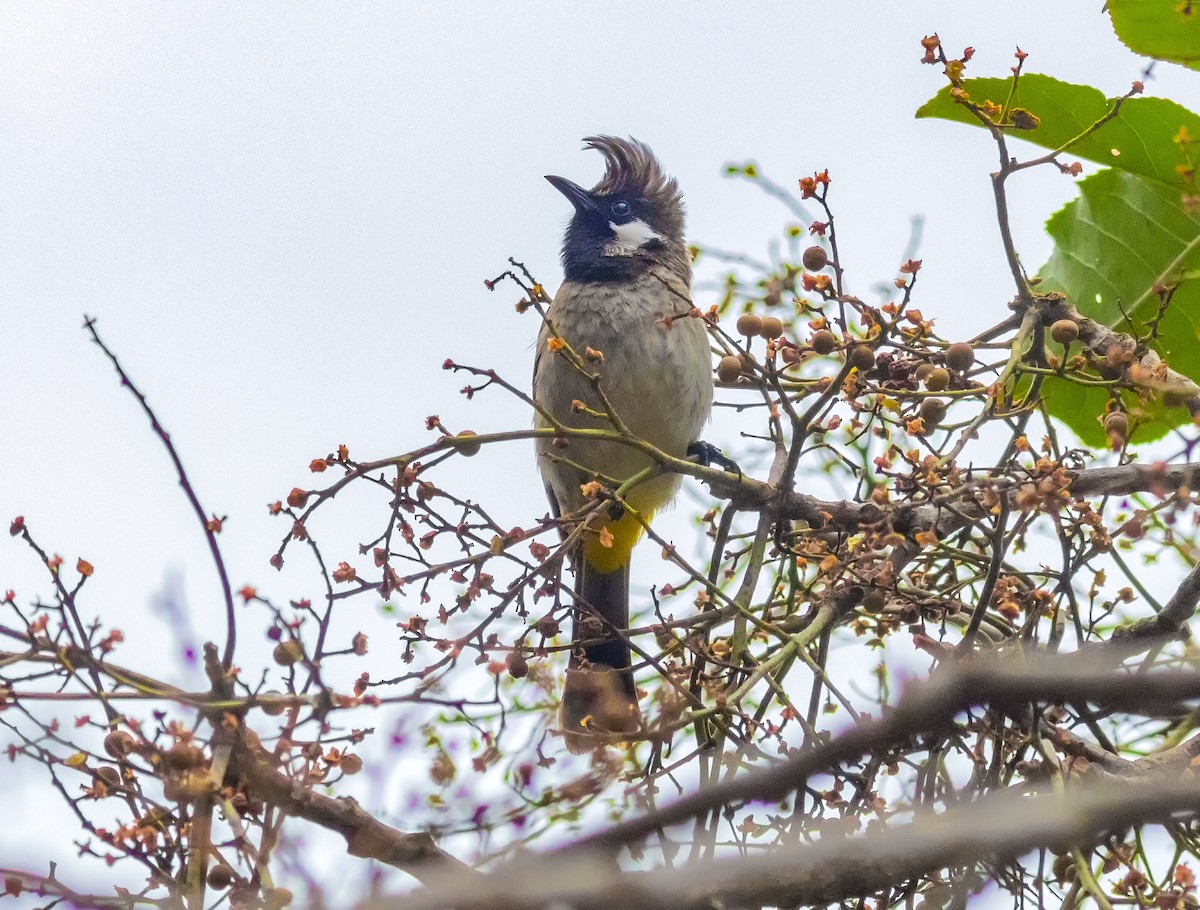 Himalayan Bulbul - ML169957631