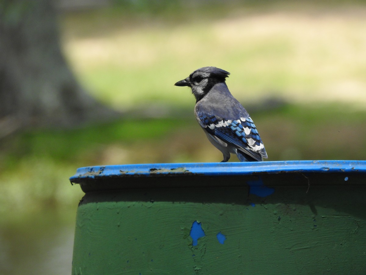 Blue Jay - ML169957701