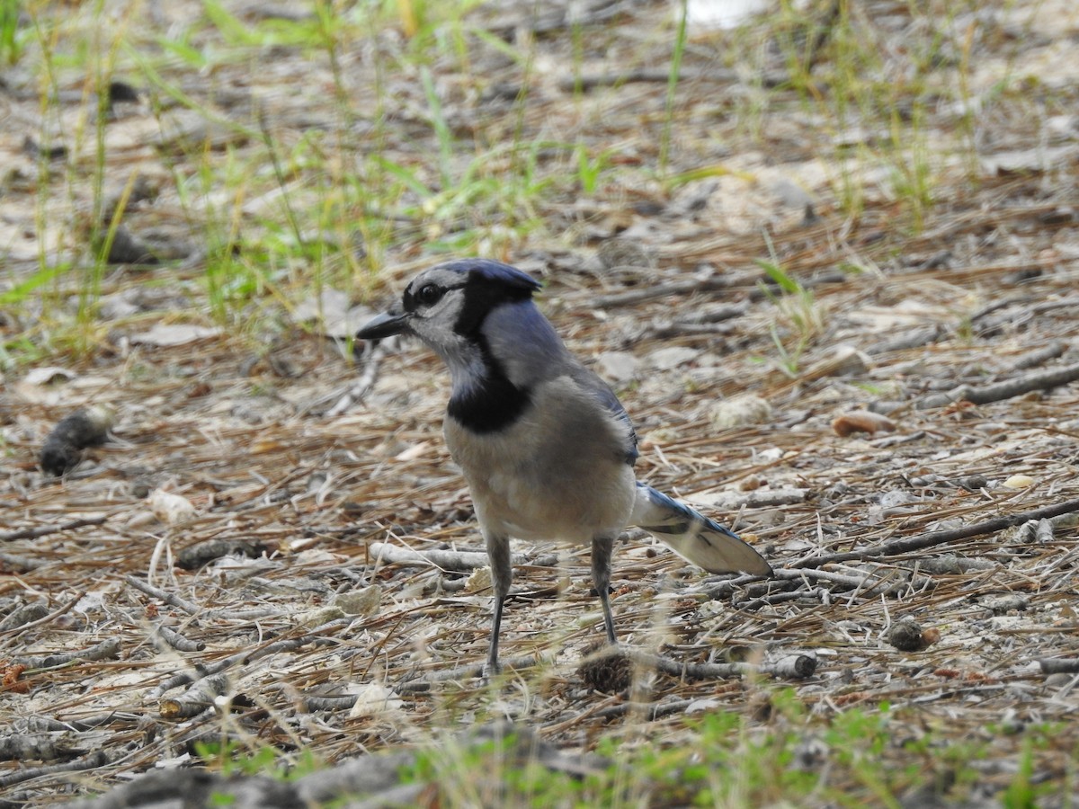 Blue Jay - ML169957711