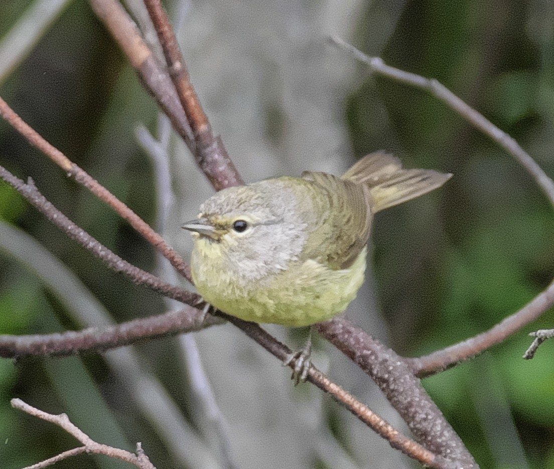 oransjekroneparula (celata/orestera) - ML169958131