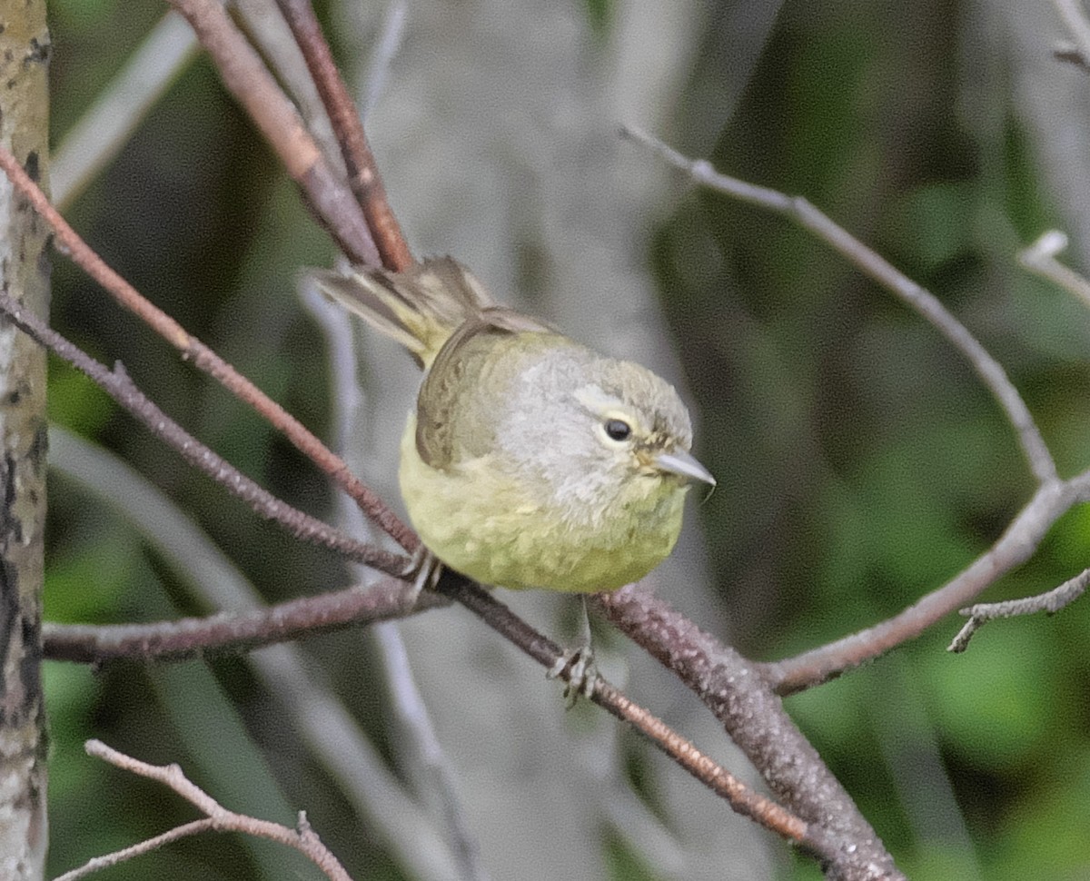 Orangefleck-Waldsänger (celata/orestera) - ML169958151