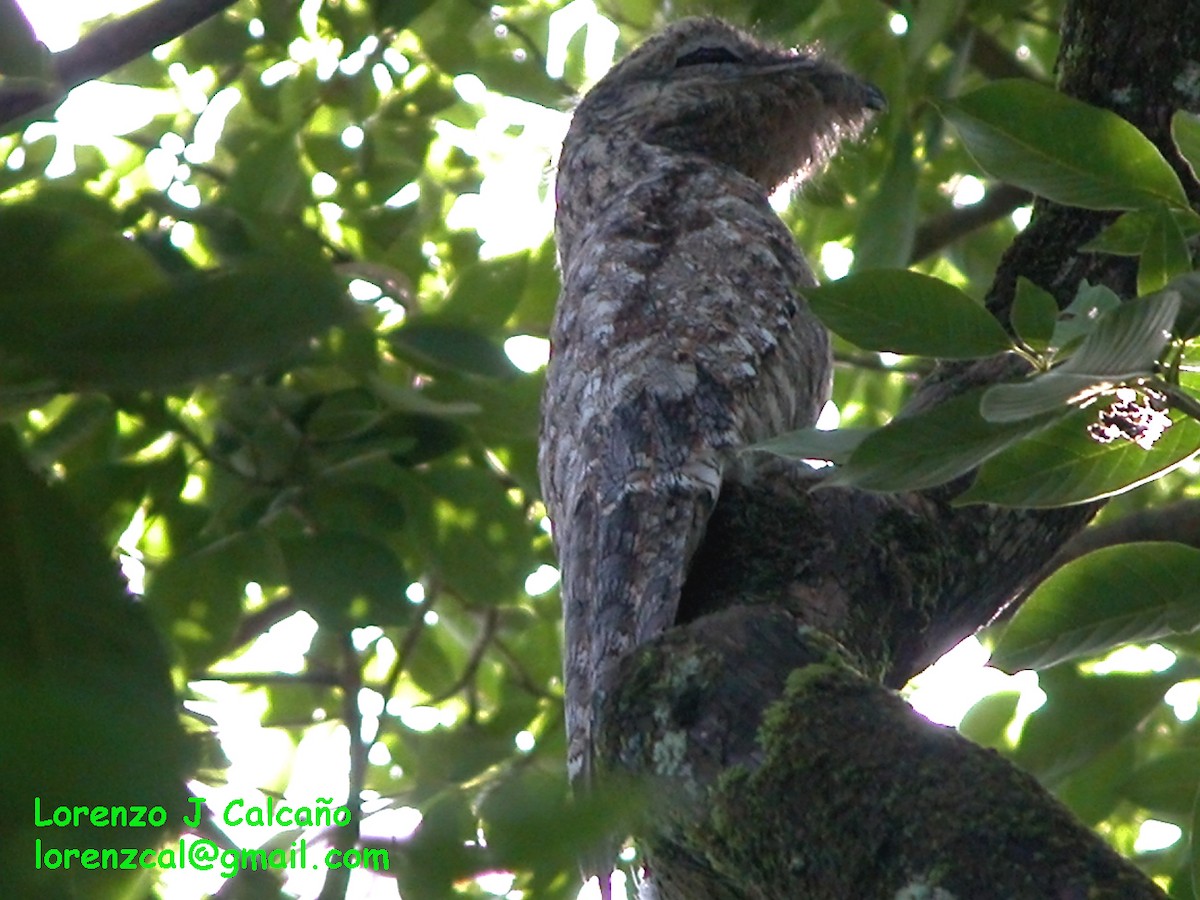 Great Potoo - ML169961031