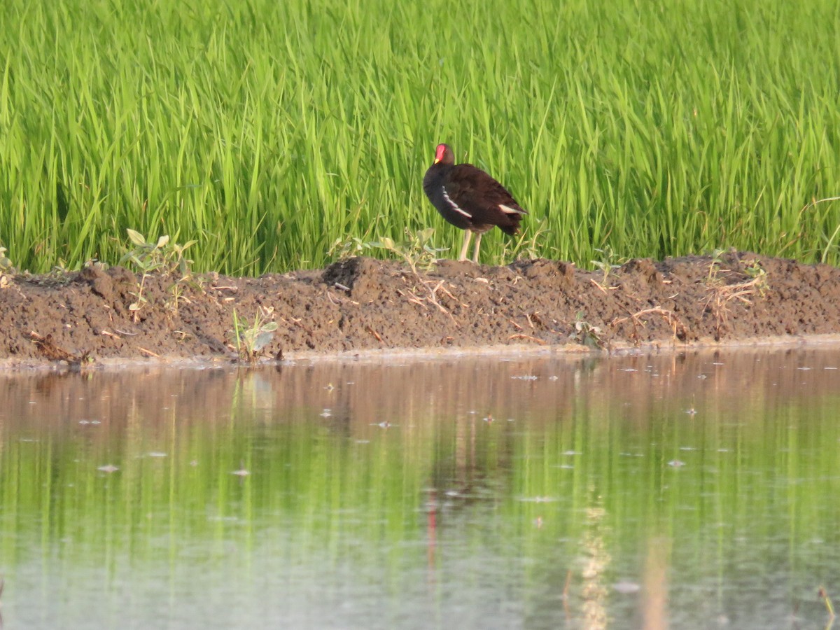 Eurasian Moorhen - ML169961361