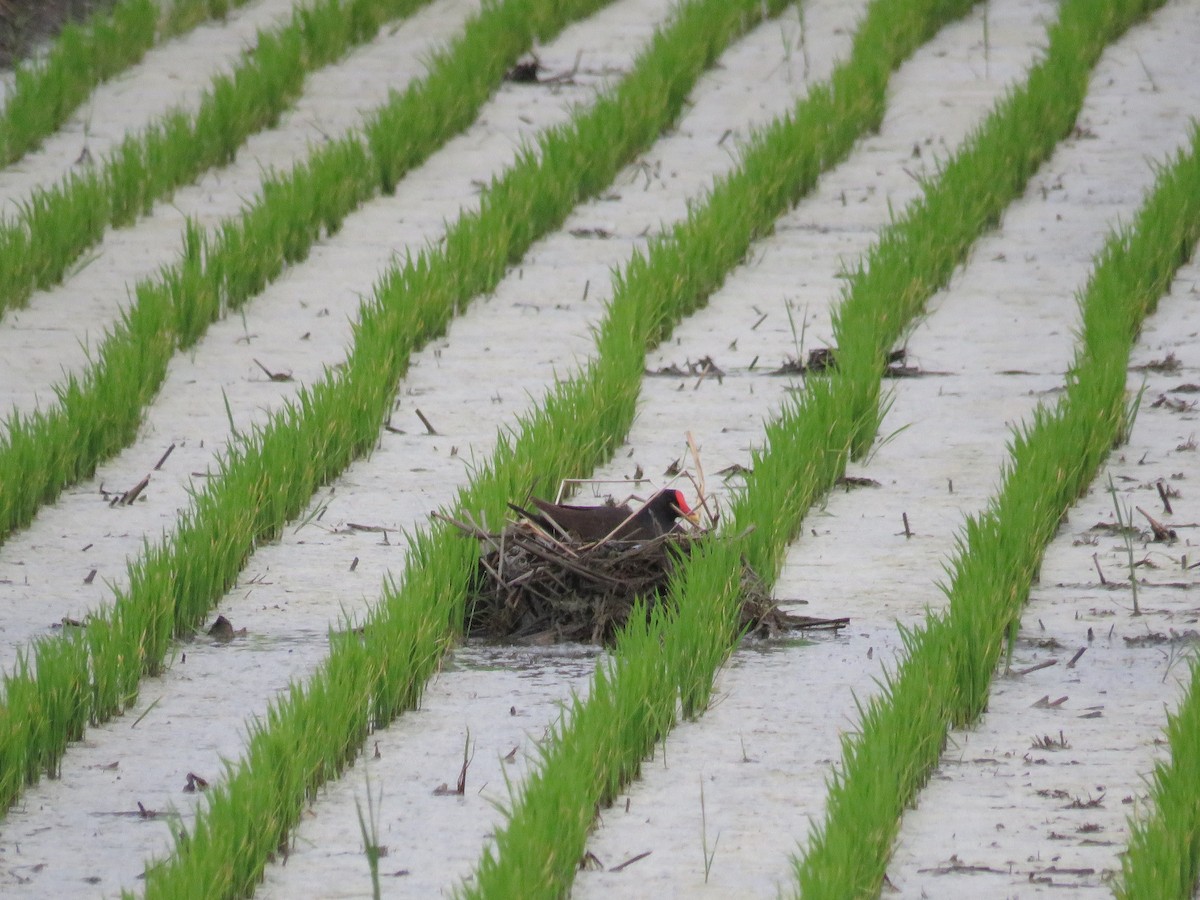 Eurasian Moorhen - ML169961381