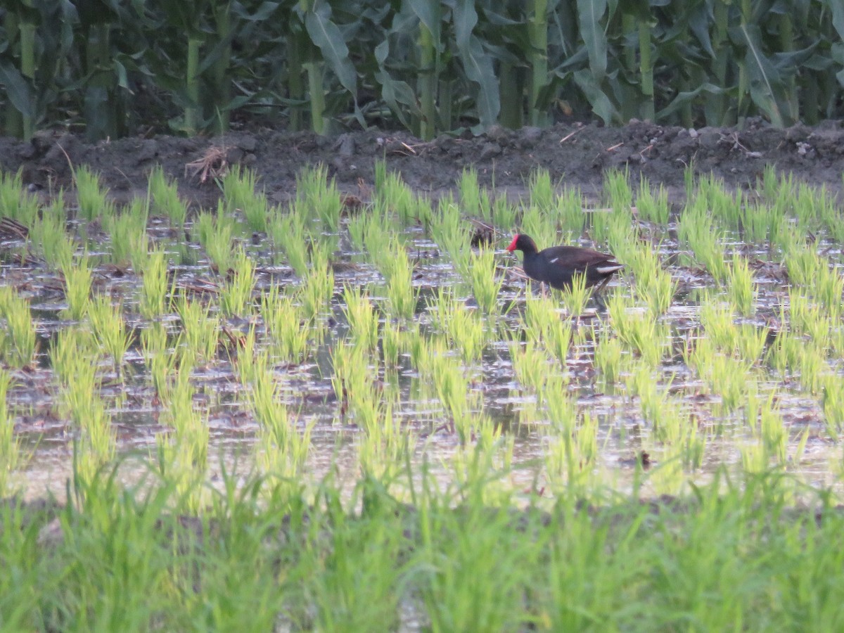 Eurasian Moorhen - ML169961401