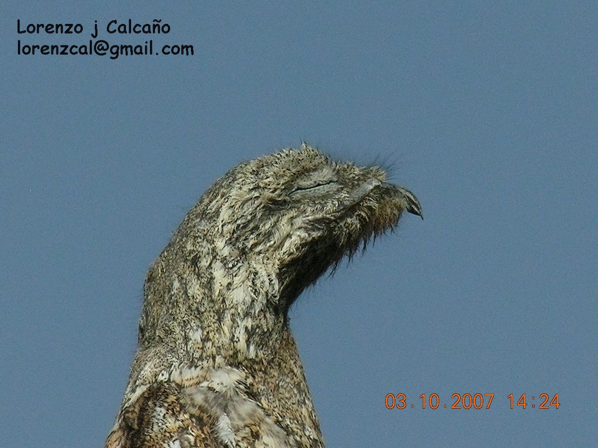 Great Potoo - ML169962081