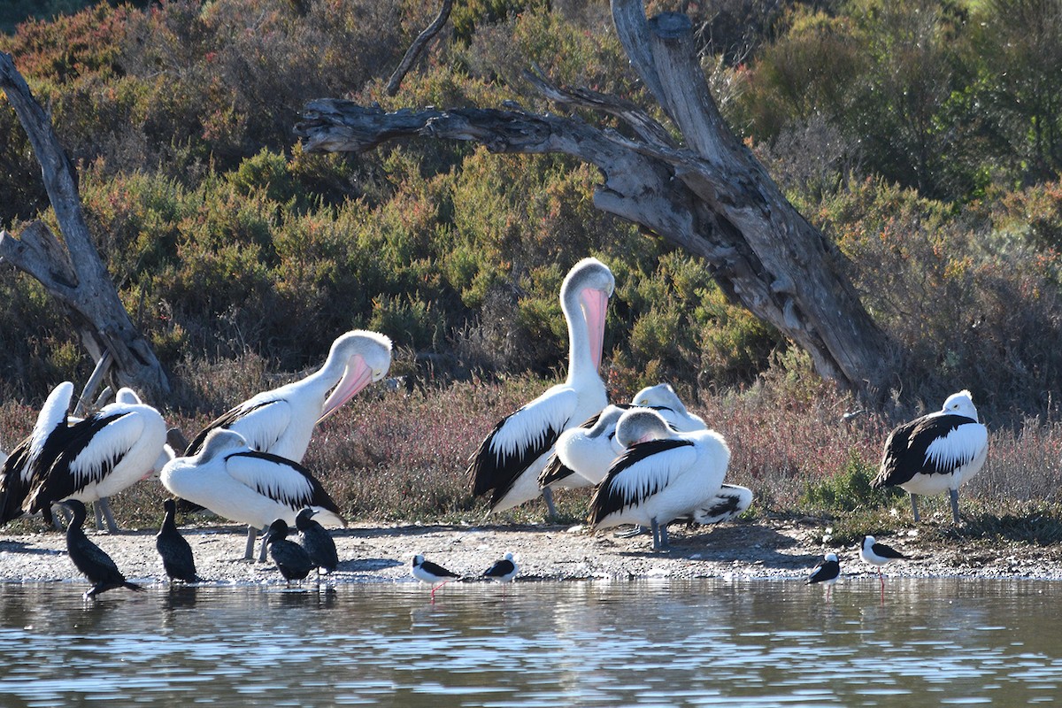 pelikán australský - ML169962321