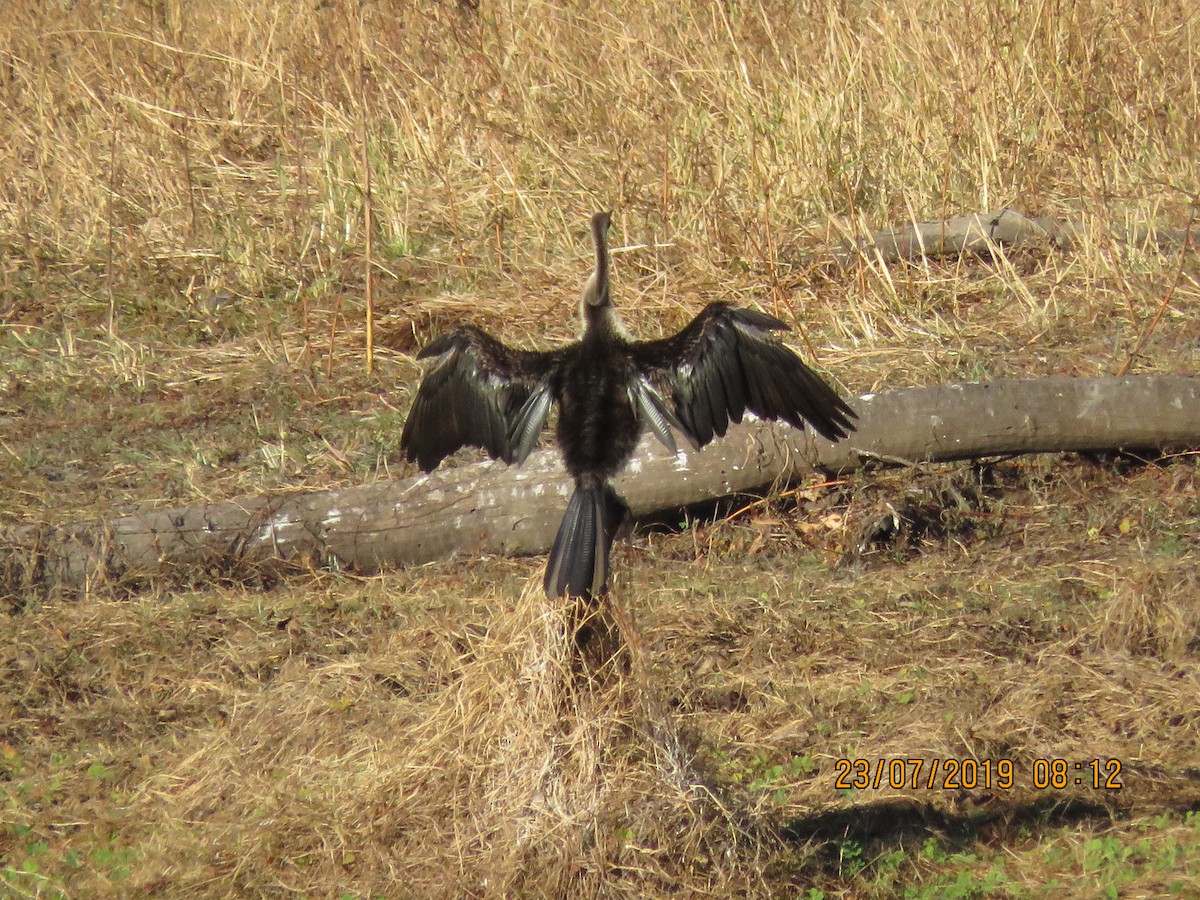 anhinga australská - ML169962591