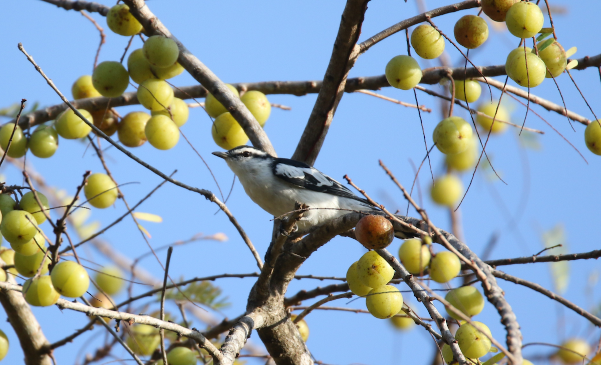 White-shouldered Triller - ML169971761