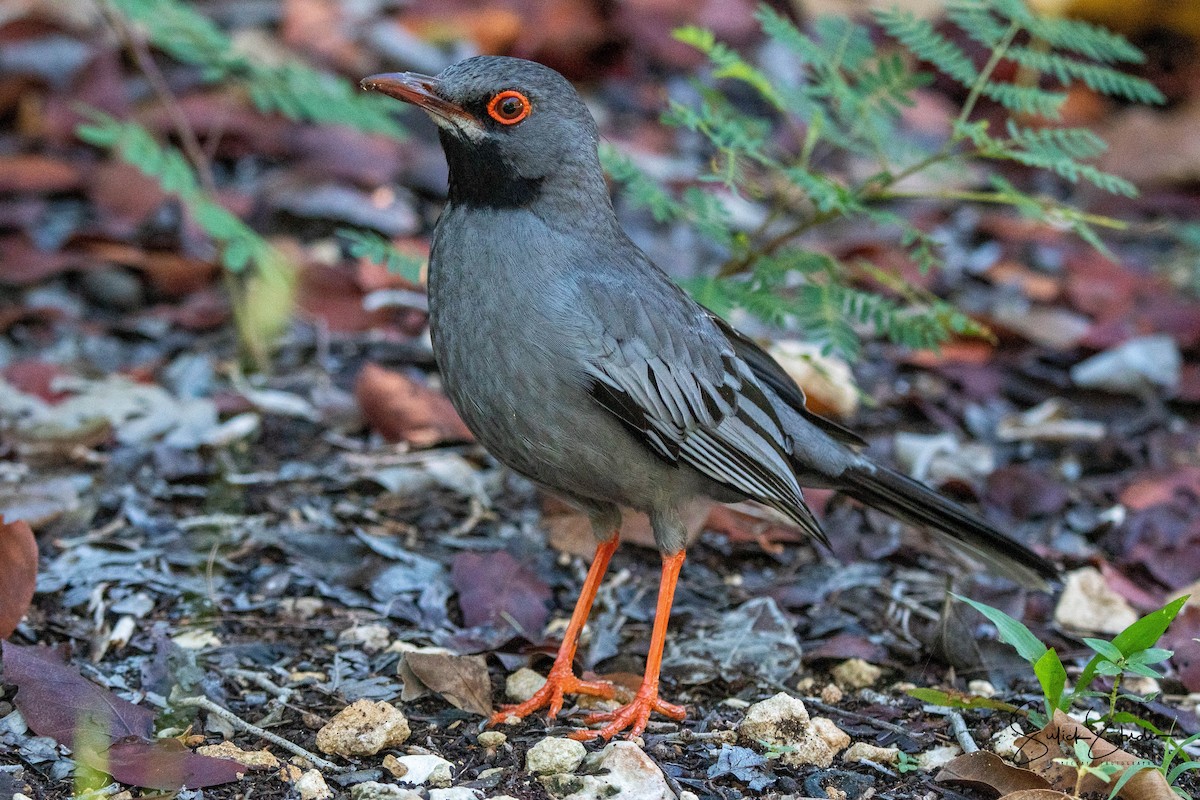 Red-legged Thrush - ML169972161