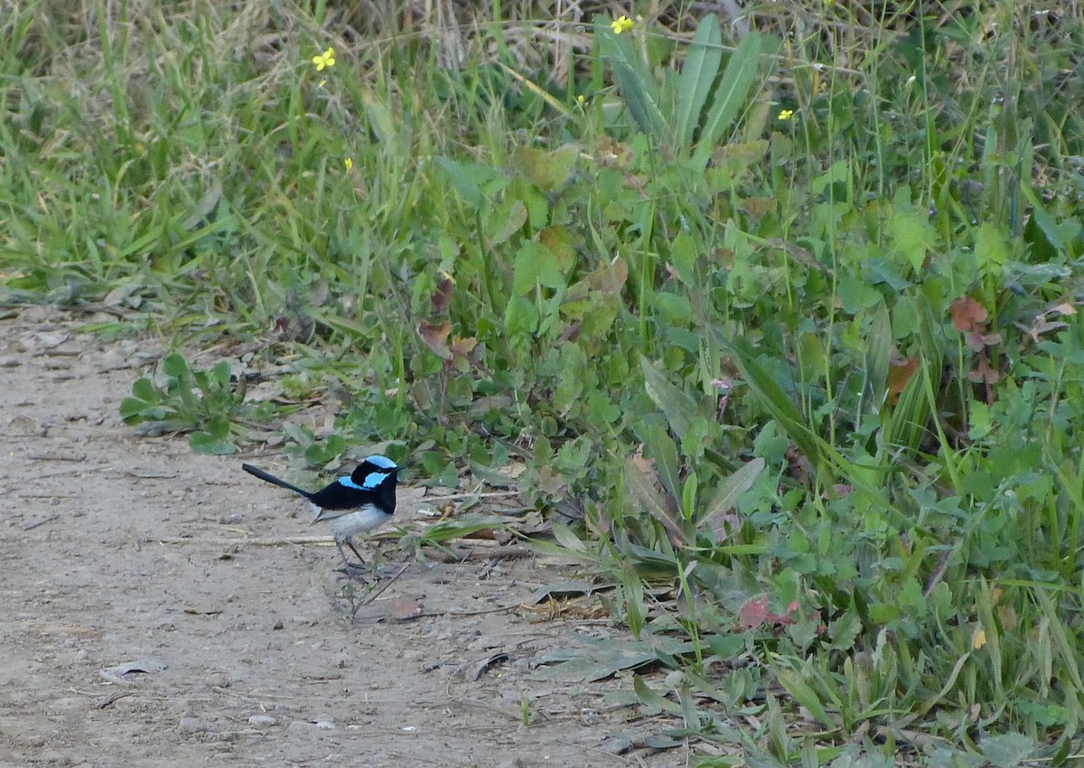 Superb Fairywren - ML169972251