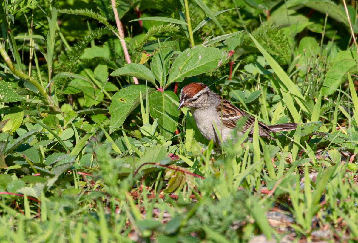 Chipping Sparrow - Suzanne Labbé