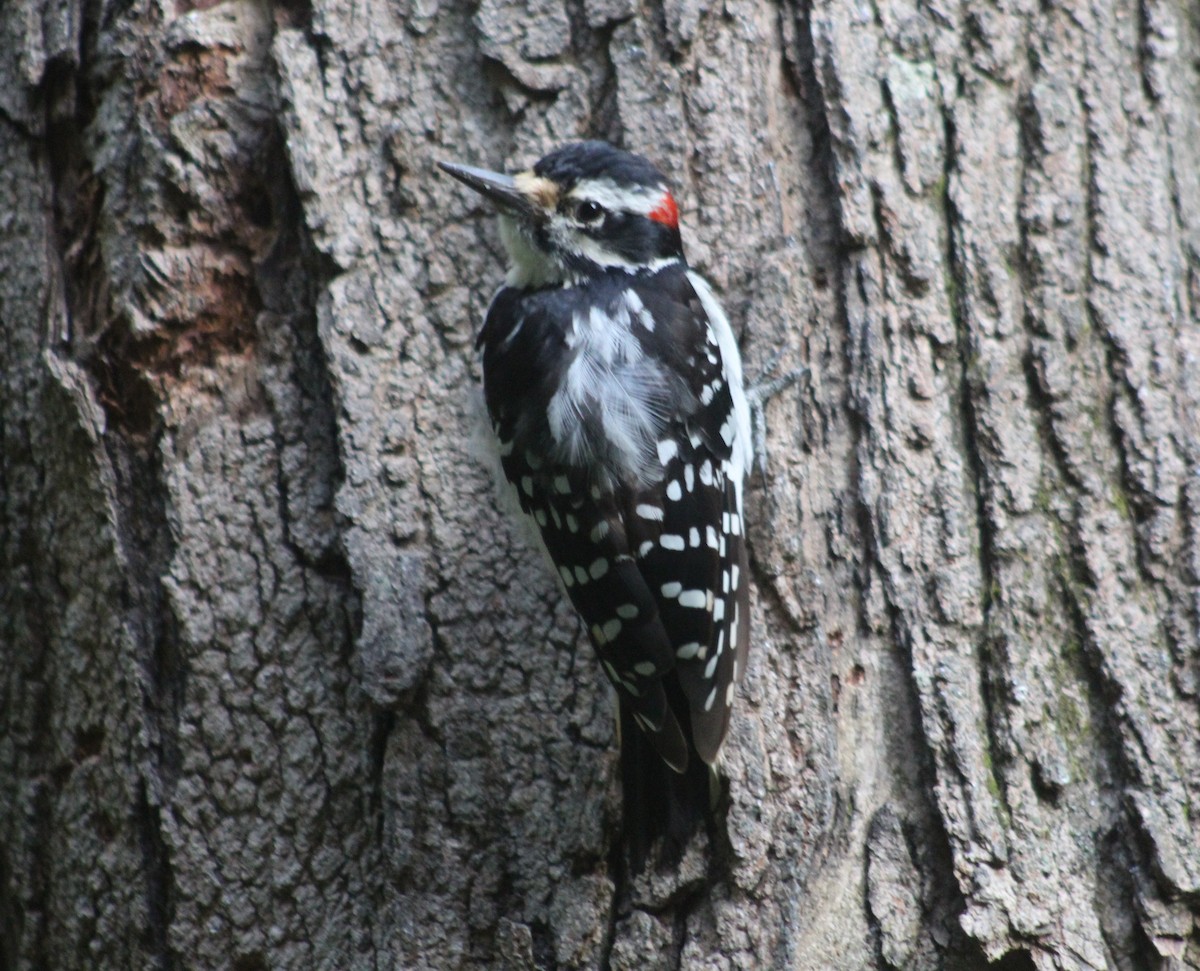 Hairy Woodpecker (Eastern) - Gerald Fix