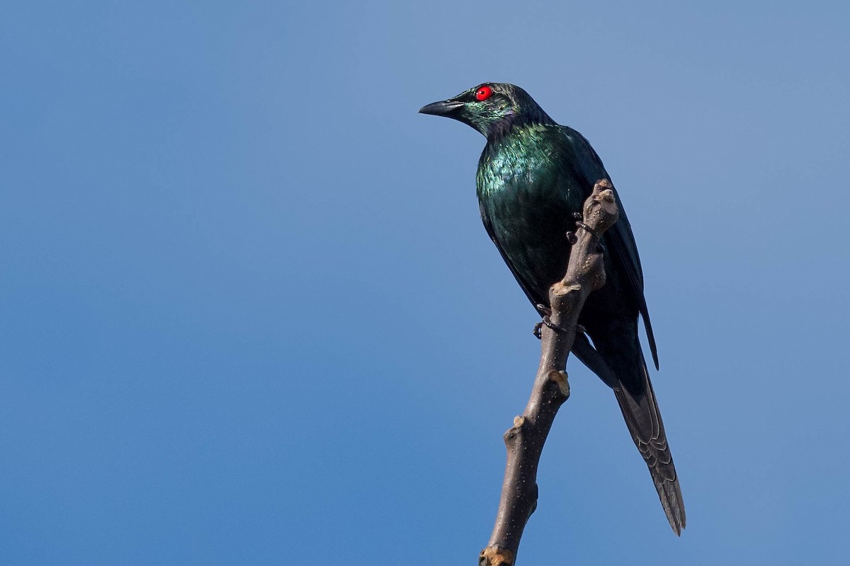 Metallic Starling - Terence Alexander