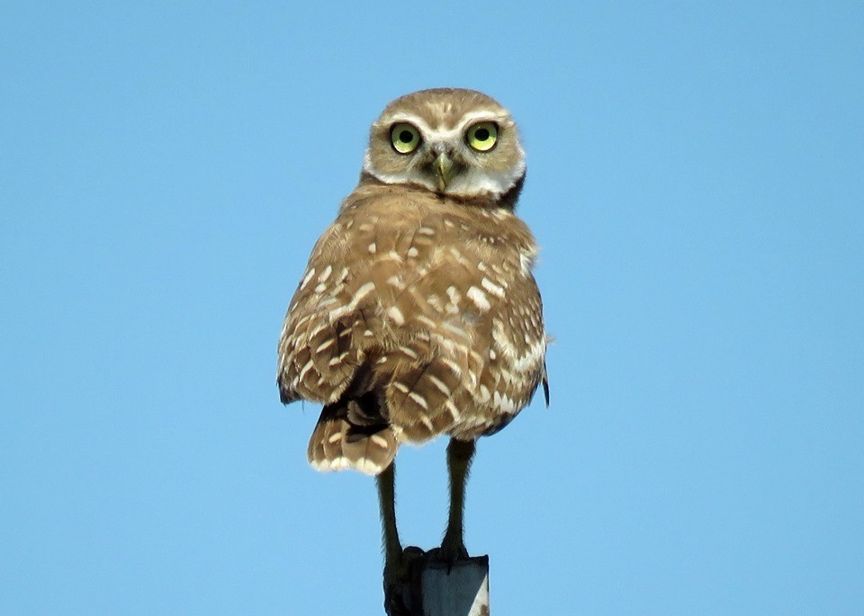 Burrowing Owl - ML169975491