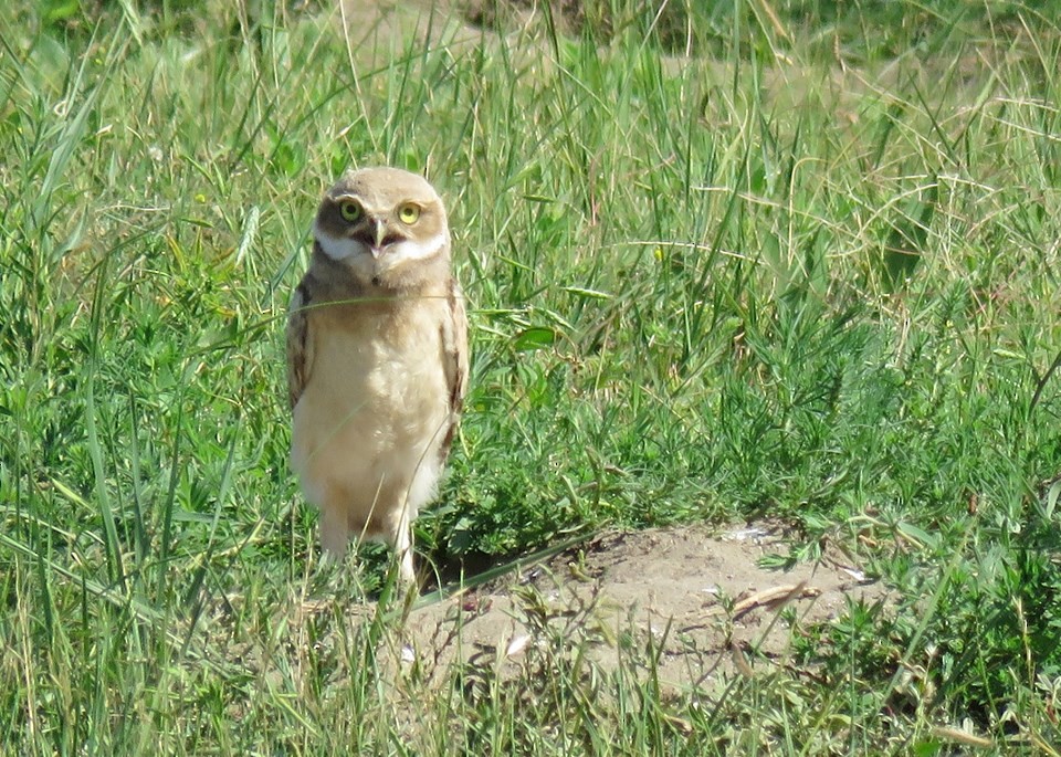 Burrowing Owl - ML169975511