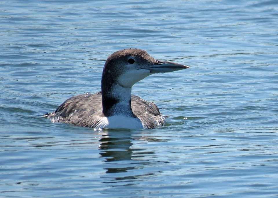 Common Loon - Kelly Preheim