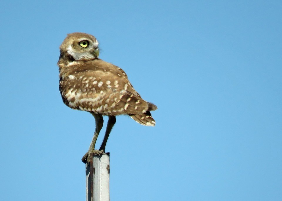 Burrowing Owl - ML169977481