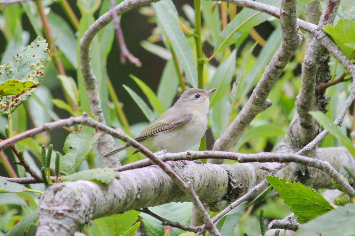 Vireo Gorjeador - ML169978421