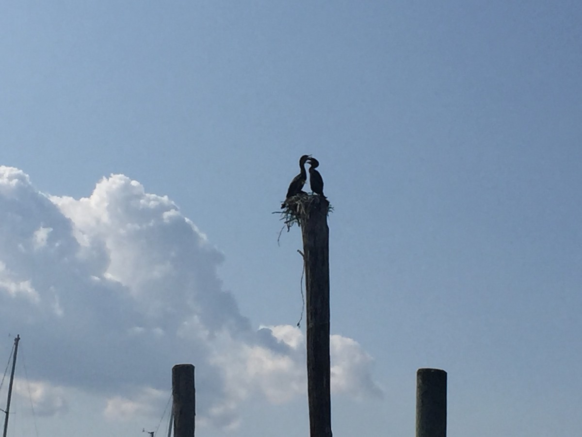 Cormoran à aigrettes - ML169984941