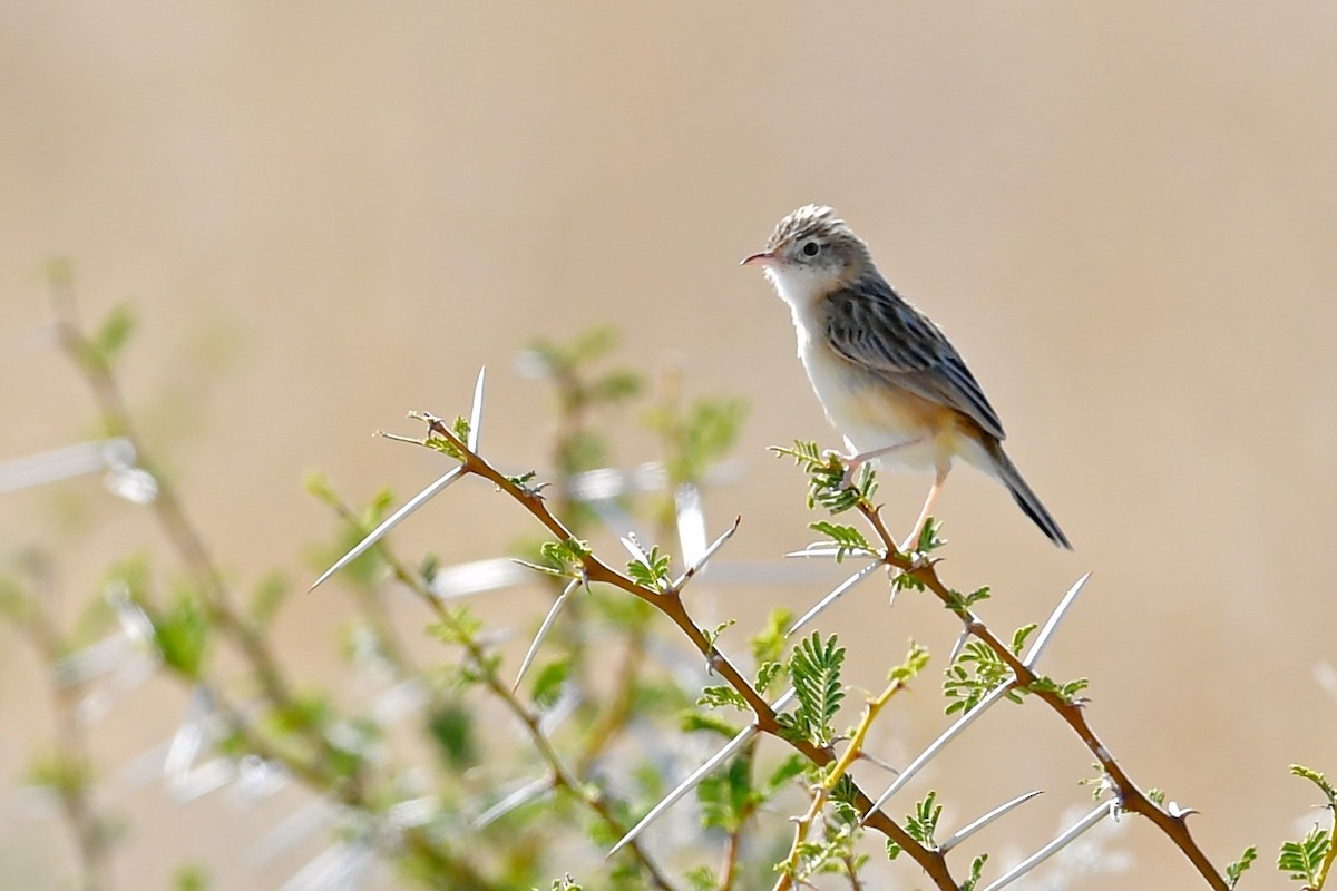 Cistícola del Kalahari - ML169985211