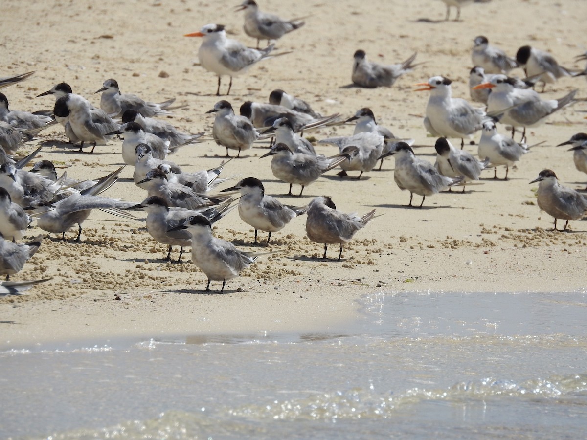 Lesser Crested Tern - Fabio Consolino