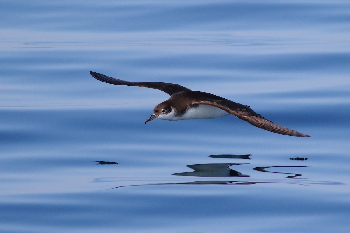 Manx Shearwater - ML169986811