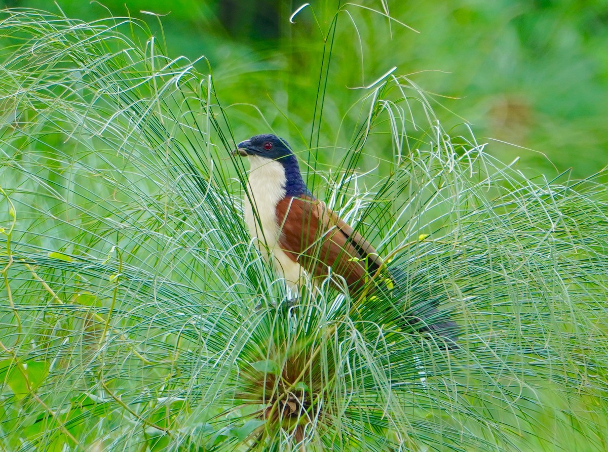 Senegal Coucal - Annette Teng