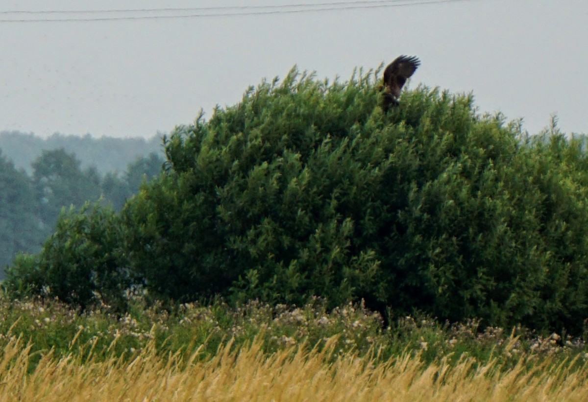 Western Marsh Harrier - ML169988691