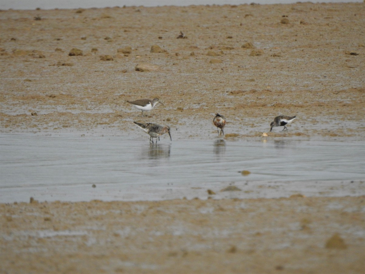 Curlew Sandpiper - Juanan Novales