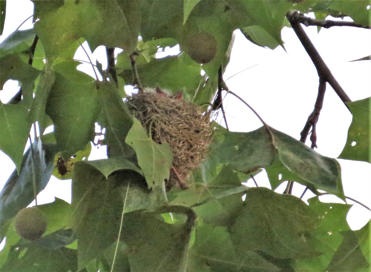 Orchard Oriole - ML169990601