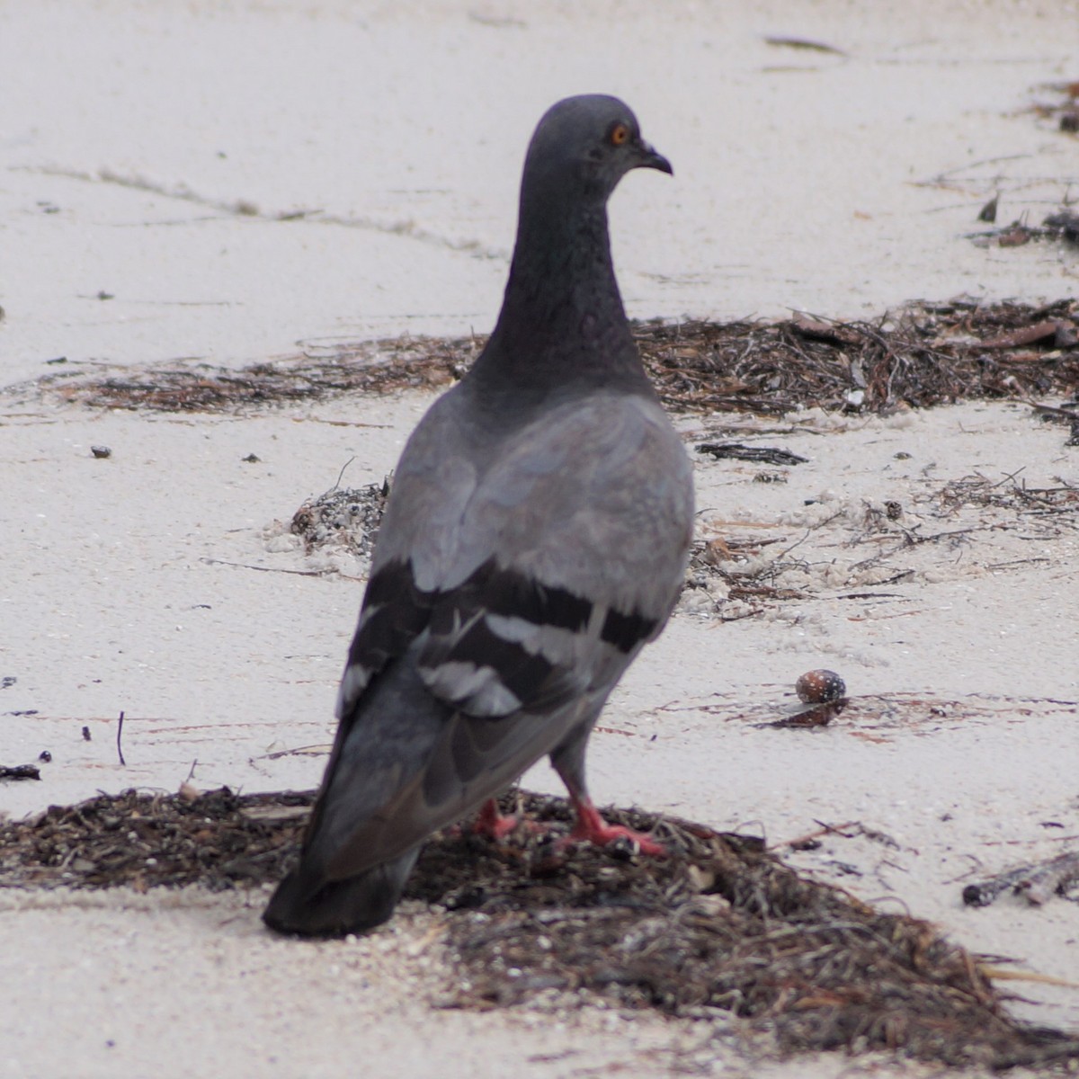 Rock Pigeon (Feral Pigeon) - ML169990831