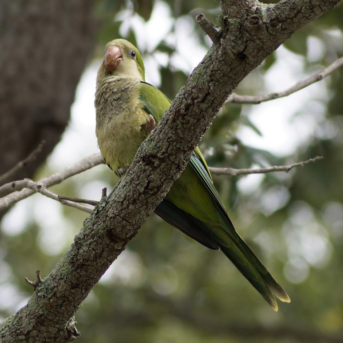 Monk Parakeet - ML169990851