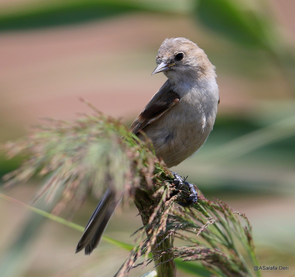 Rémiz penduline - ML169993091