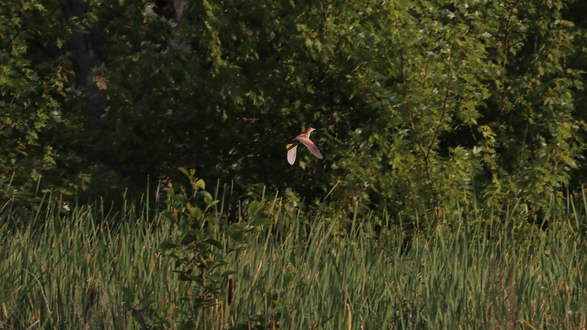 Least Bittern - ML169993921