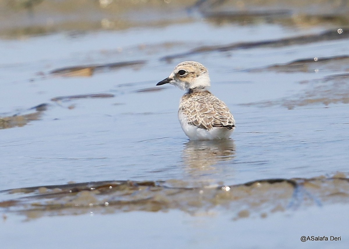 Kentish Plover - ML169994351