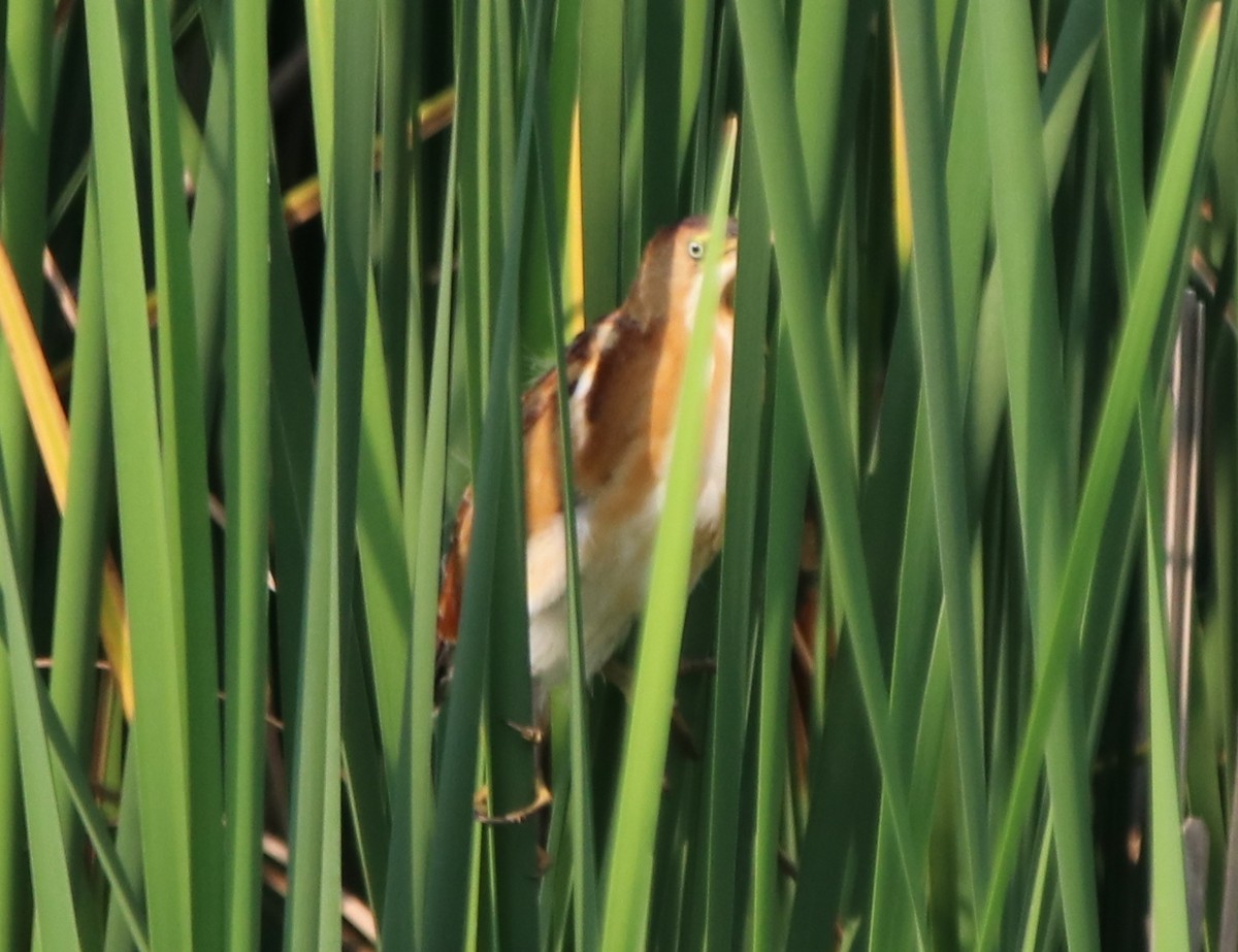 Least Bittern - ML169994751