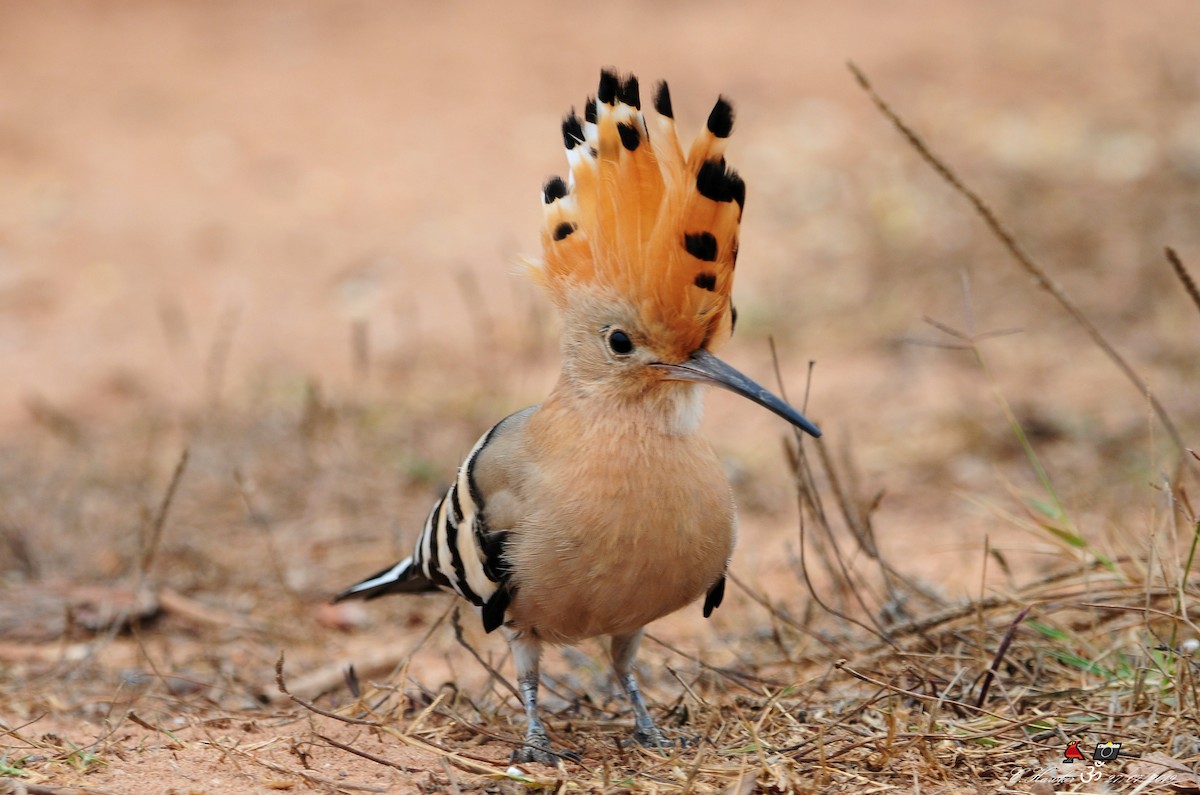 Eurasian Hoopoe - Carl  Hawker